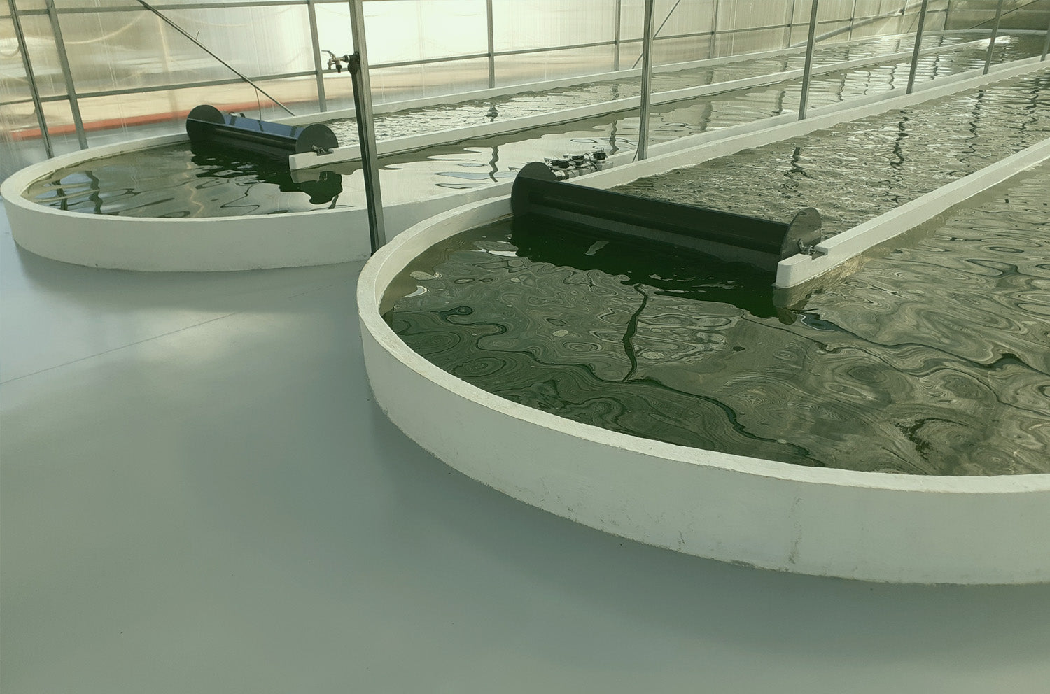 Cultivo de espirulina en piscinas raceway