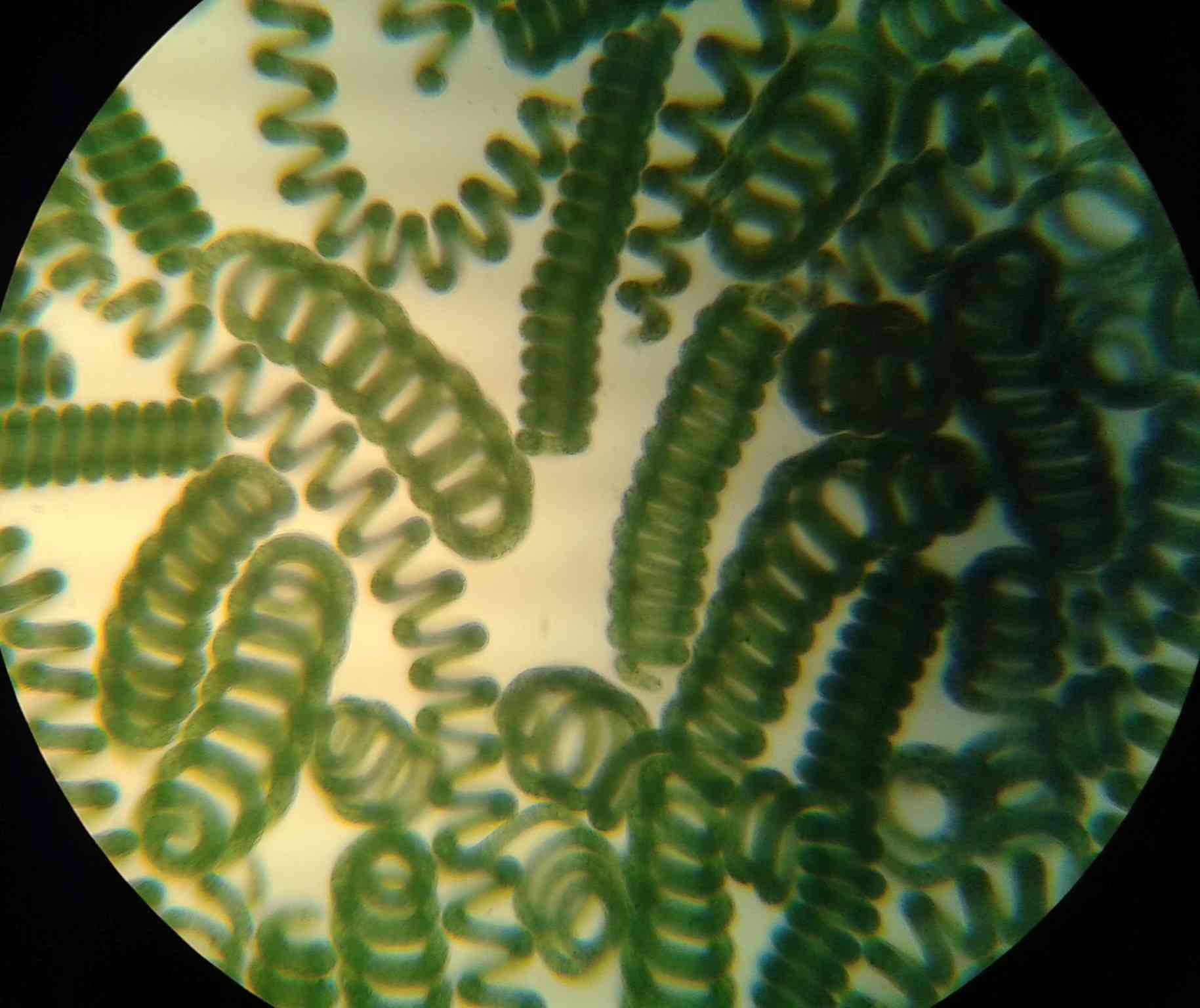 Espirulina (Arthrospira platensis) al microscopio