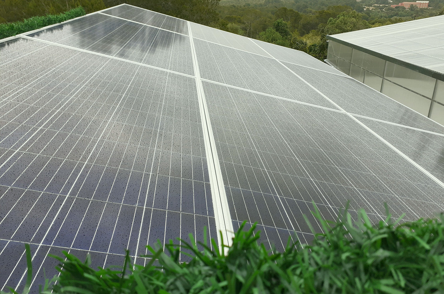 Energía solar en la planta